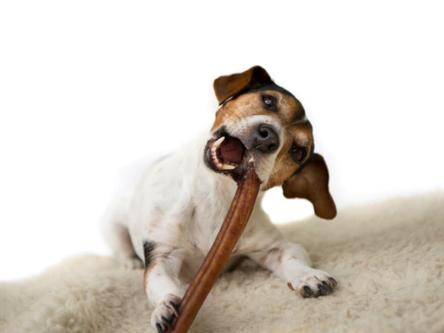 dog dental chews